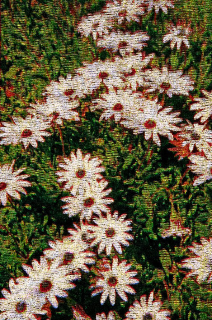 Detail of Daisies by Anonymous