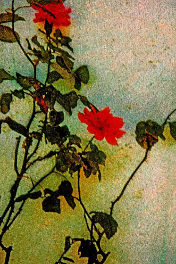 Detail of Roses by Anonymous