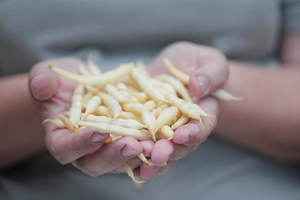 Detail of Woman holding green beans in her palms by Anonymous