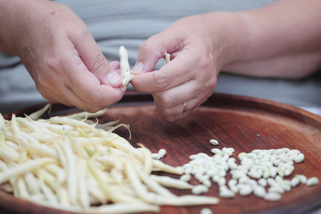 Detail of Woman selecting and separating green beans from pods by Anonymous