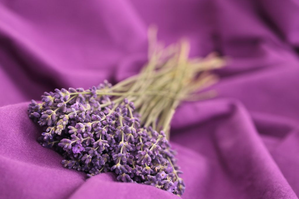 Detail of A bouquet of lavender flowers on a purple canvas by Corbis