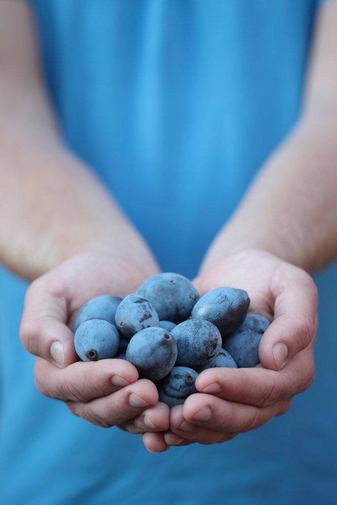 Detail of Man in blue t-shirt holds plum fruits in his palms by Anonymous