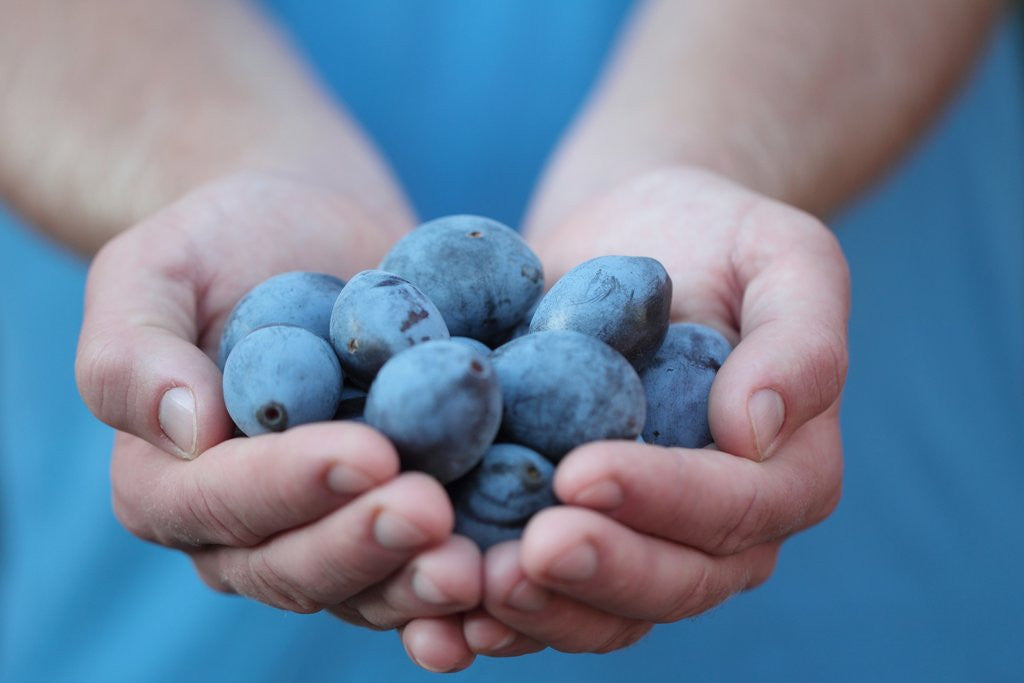 Detail of Man in blue t-shirt holds plum fruits in his palms by Anonymous