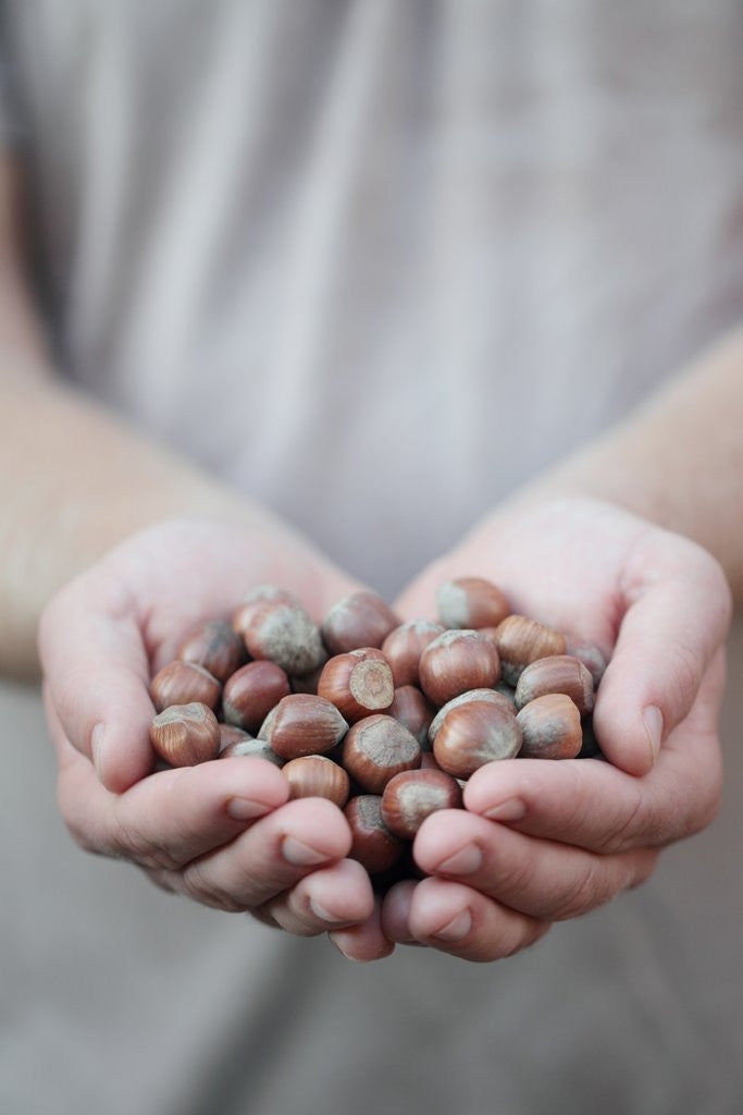 Detail of Man in khaki t-shirt holds hazelnuts in his palms by Anonymous