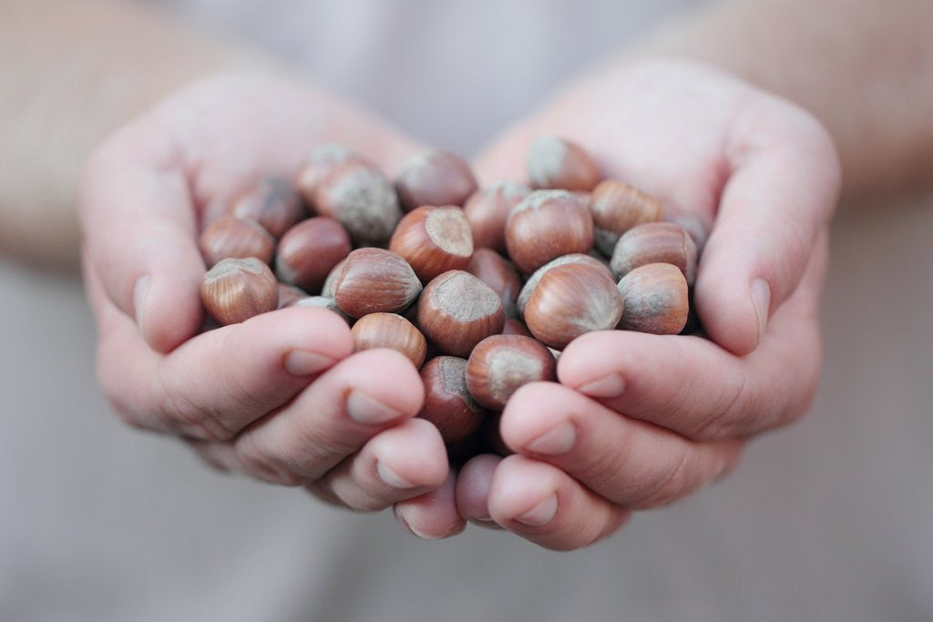 Detail of Man in khaki t-shirt holds hazelnuts in his palms by Anonymous