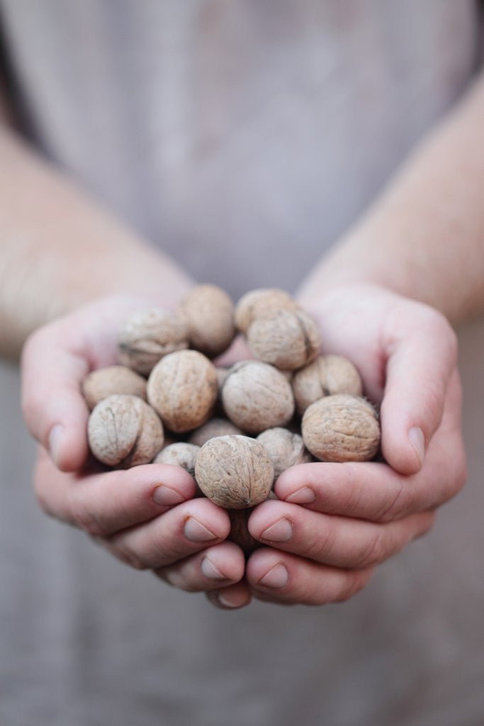 Detail of Man in khaki t-shirt holds walnuts in his palms by Anonymous