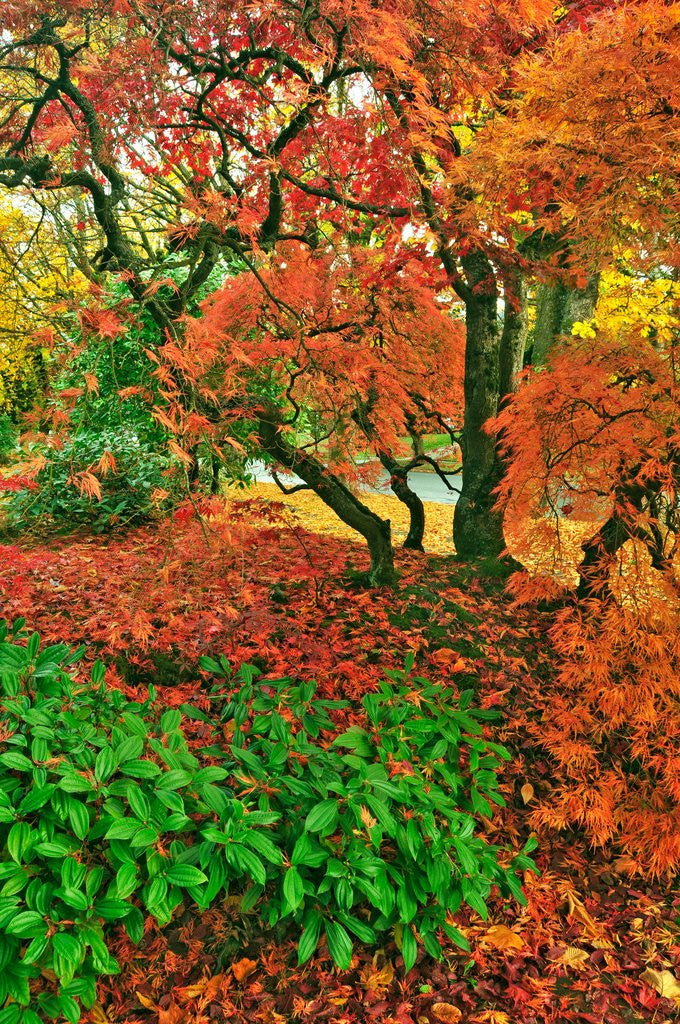 Detail of Lace leaf Japanese maple and red maple trees in garden in Portland, Oregon by Corbis