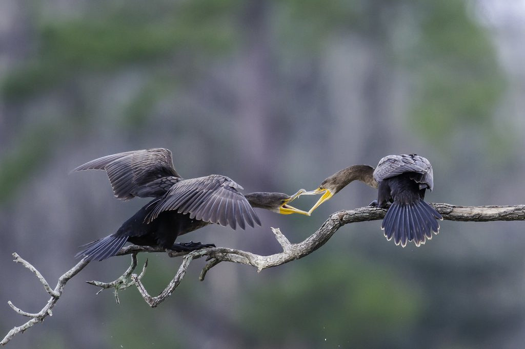 Detail of Double-crested Cormorant by Anonymous