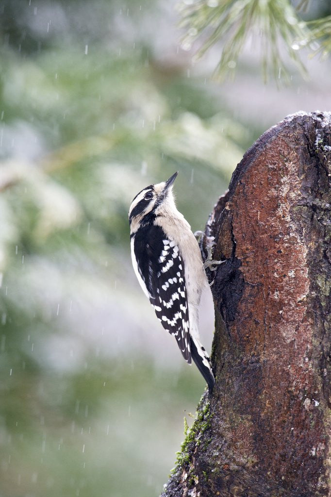 Detail of Downy Woodpecker by Anonymous