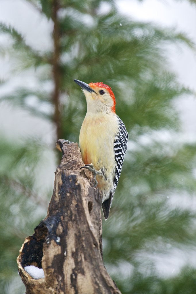 Detail of Red-bellied Woodpecker by Anonymous