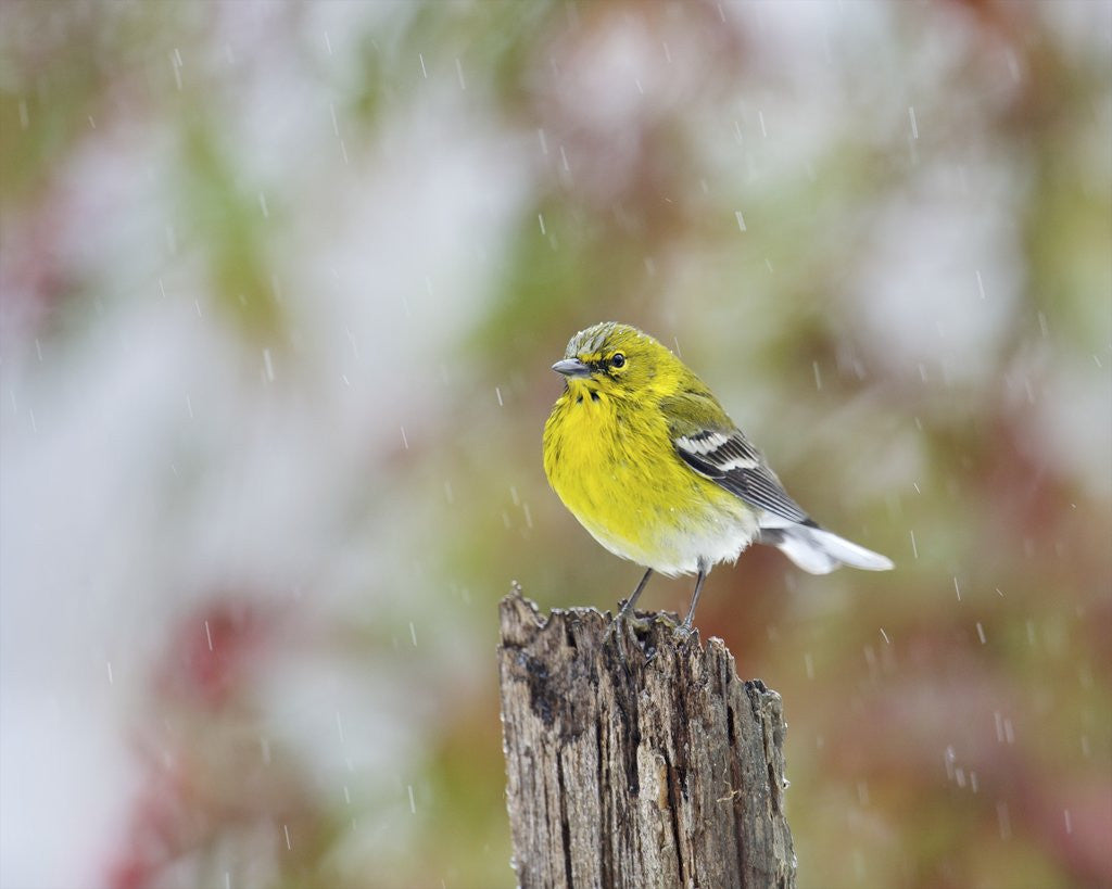Detail of Pine Warbler by Anonymous