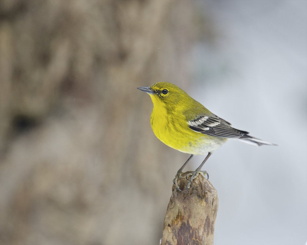 Detail of Pine Warbler by Anonymous