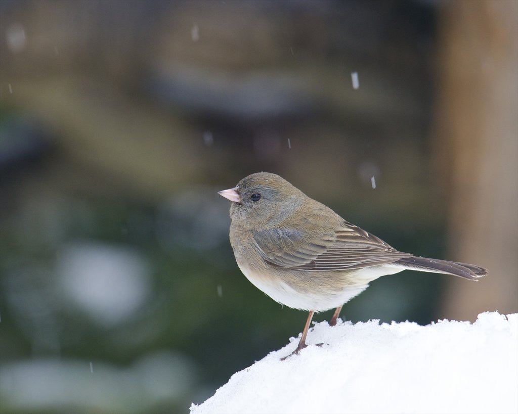 Detail of Dark-eyed Junco by Anonymous