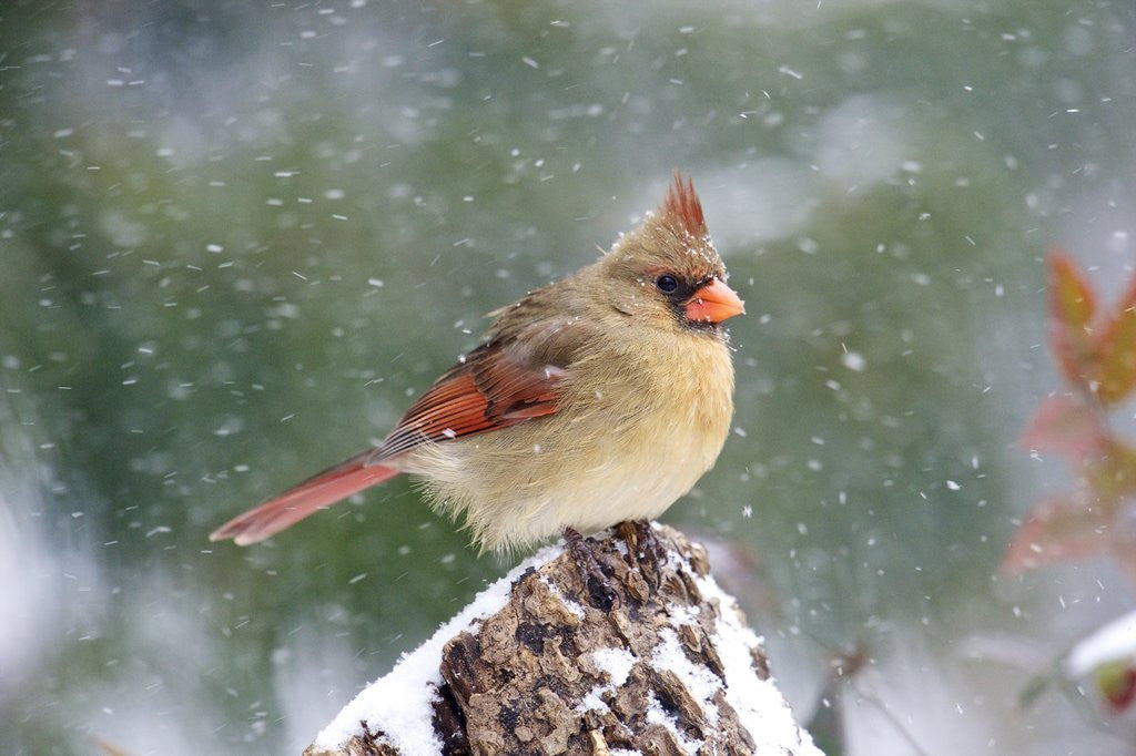Detail of Northern Cardinal by Anonymous