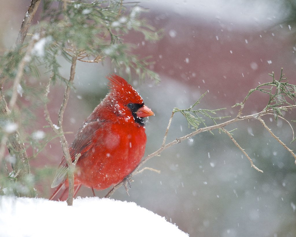 Detail of Northern Cardinal by Anonymous