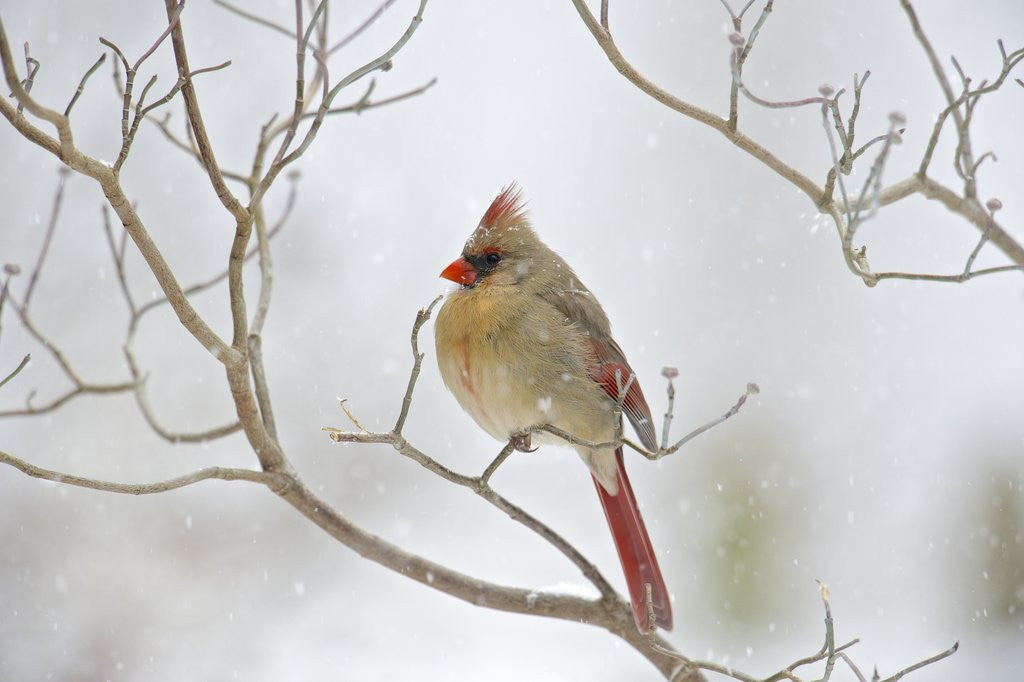 Detail of Northern Cardinal by Anonymous