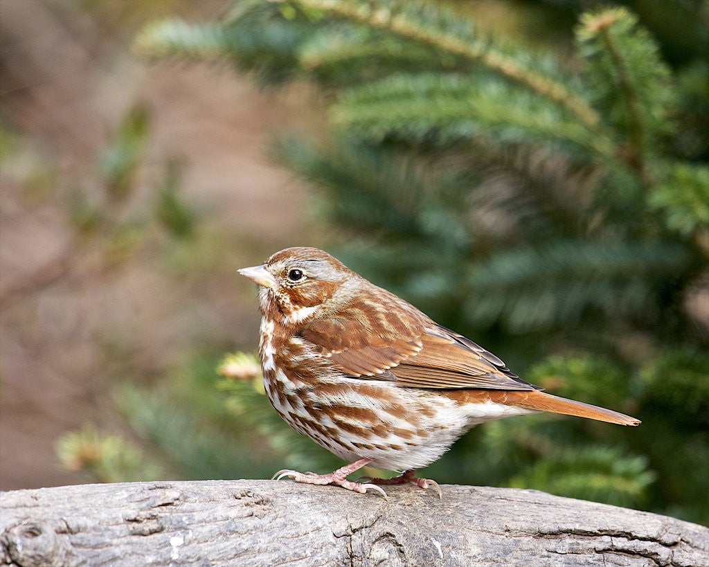 Detail of Fox Sparrow by Anonymous