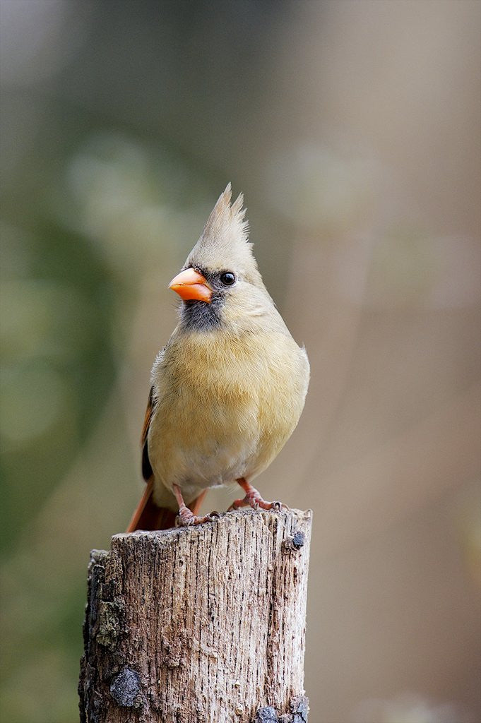 Detail of Northern Cardinal by Anonymous
