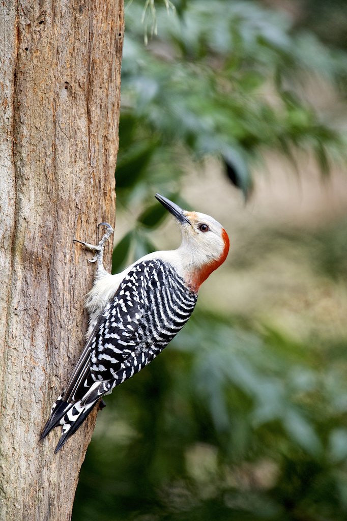 Detail of Red-bellied Woodpecker by Anonymous