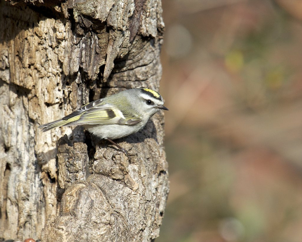 Detail of Golden-crowned Kinglet by Anonymous