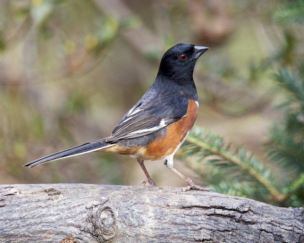 Detail of Rufous Towhee (Eastern Towhee) by Anonymous