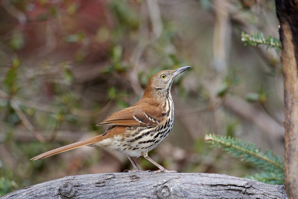 Detail of Brown Thrasher by Anonymous