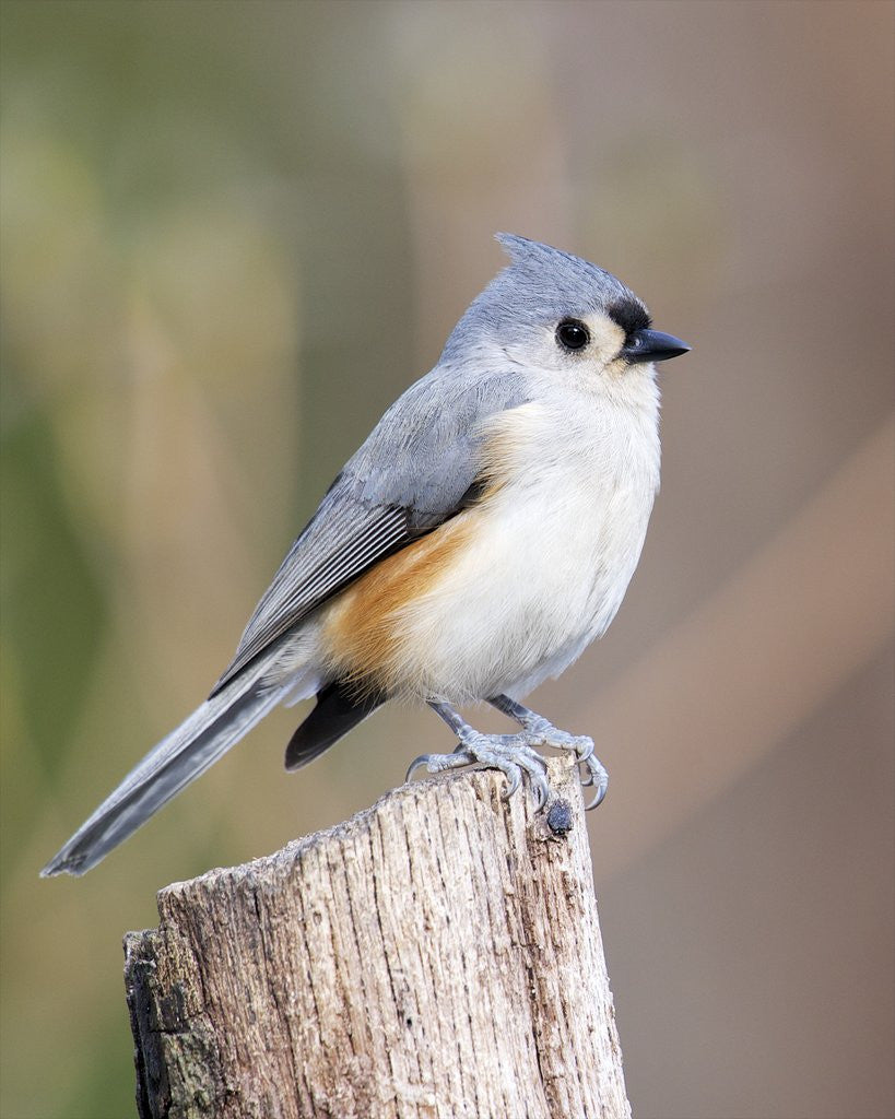 Detail of Tufted-Titmouse by Anonymous