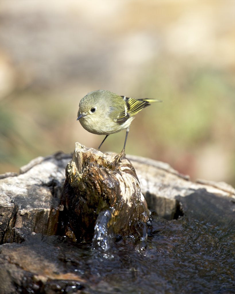 Detail of Ruby-crowned Kinglet by Anonymous