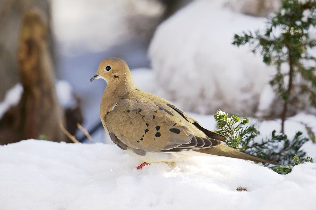 Detail of Mouring Dove by Anonymous