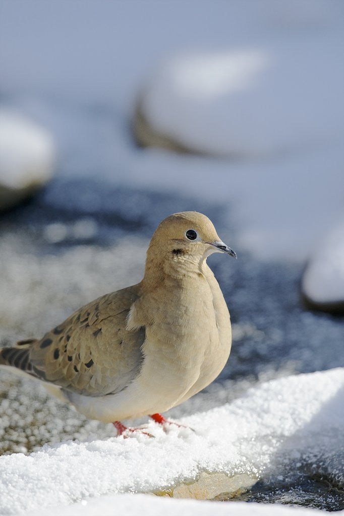 Detail of Mouring Dove by Anonymous