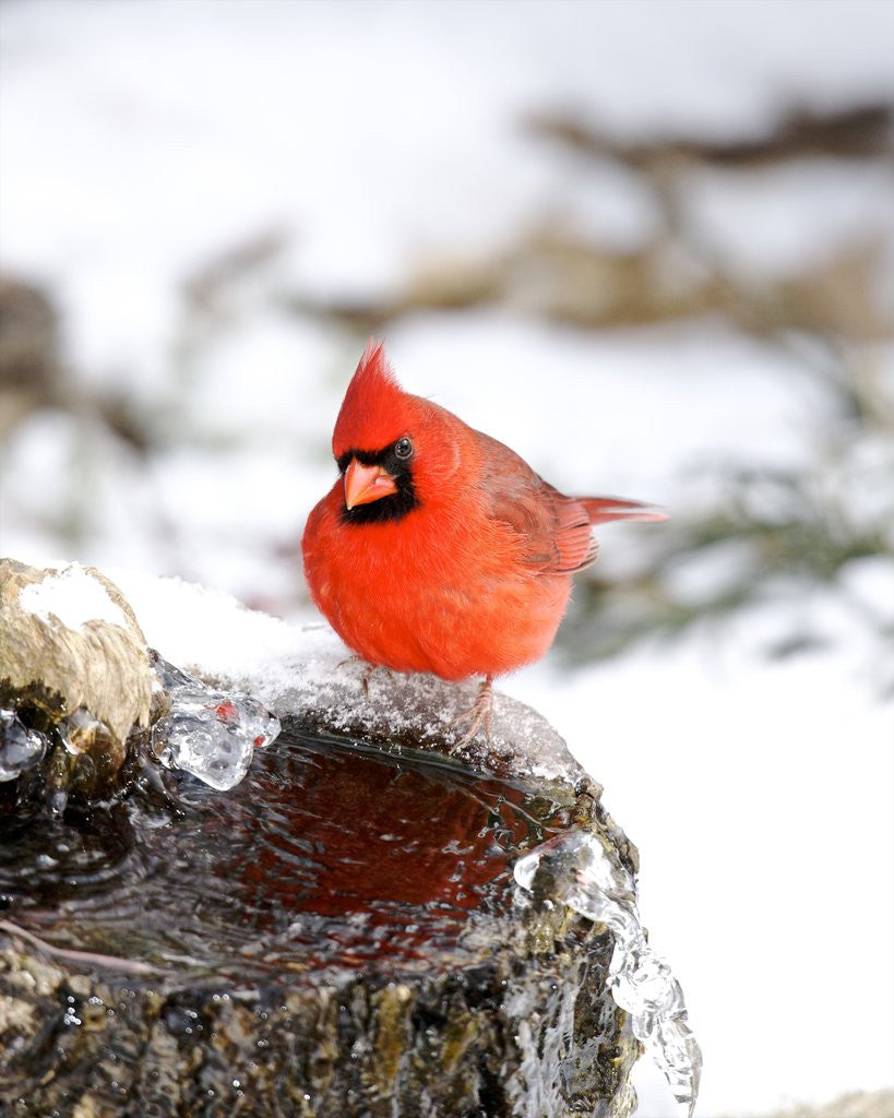 Detail of Northern Cardinal by Anonymous