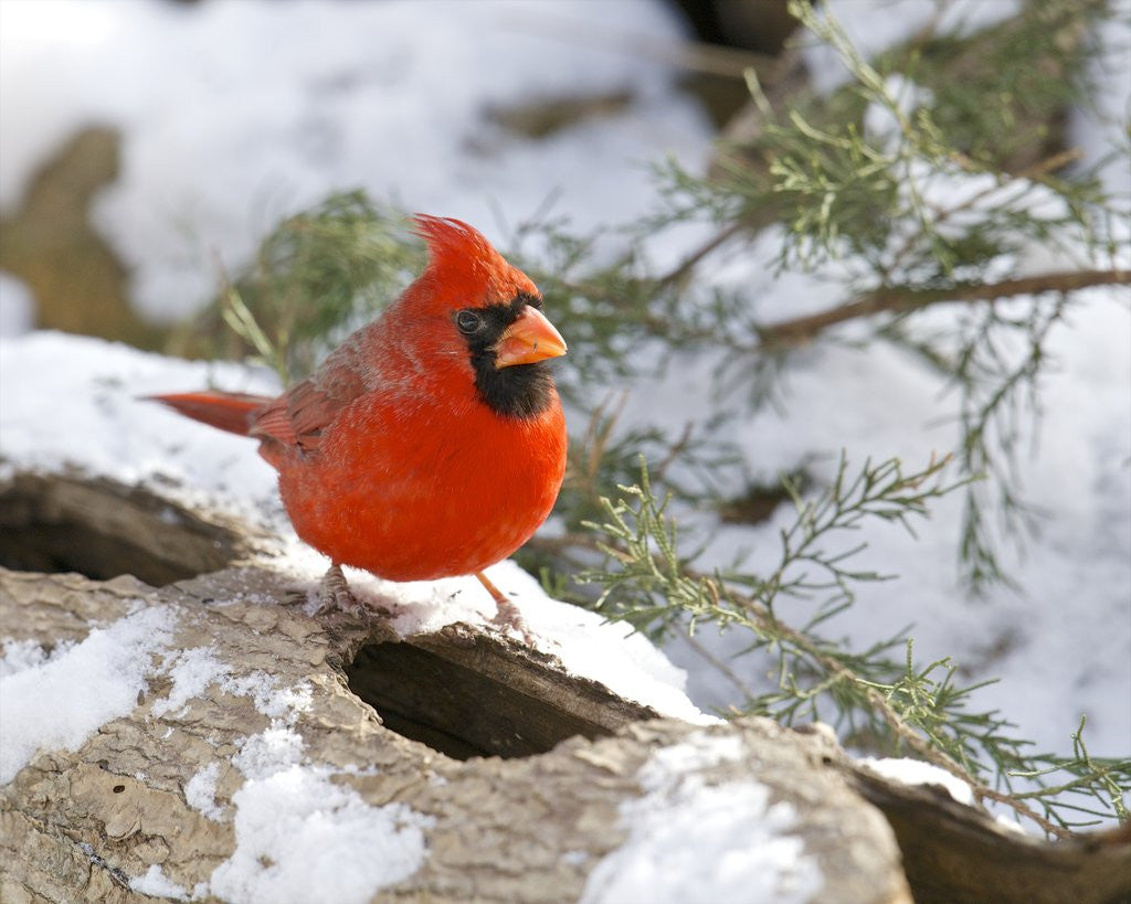 Detail of Northern Cardinal by Anonymous