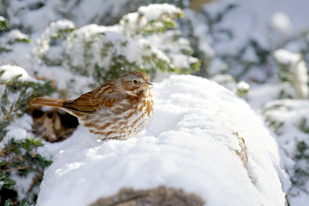 Detail of Fox Sparrow by Anonymous