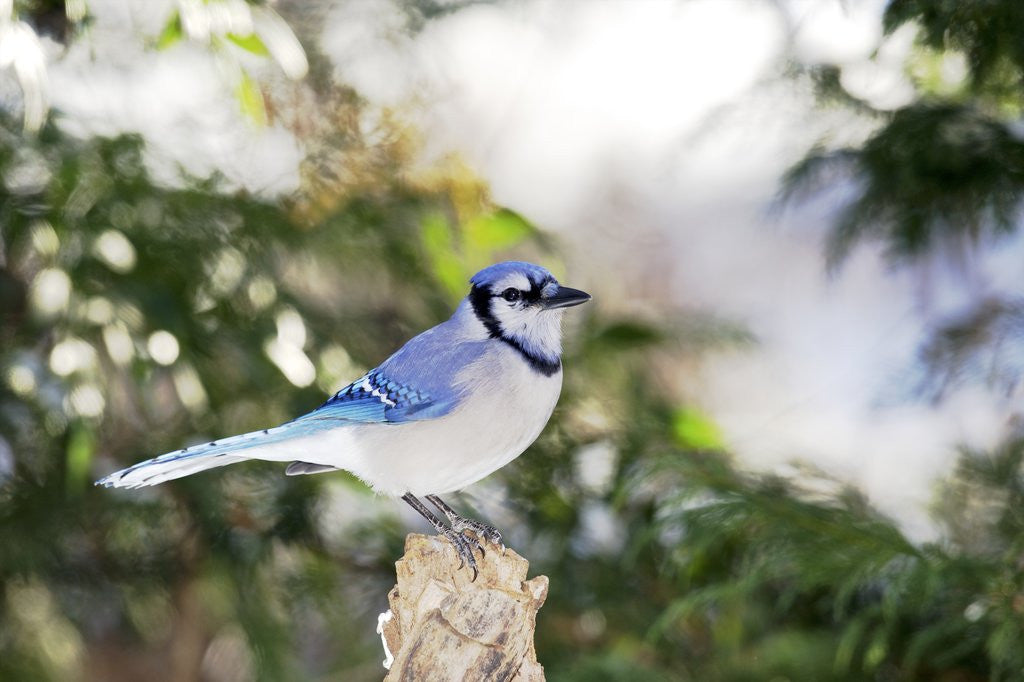 Detail of Blue Jay by Anonymous