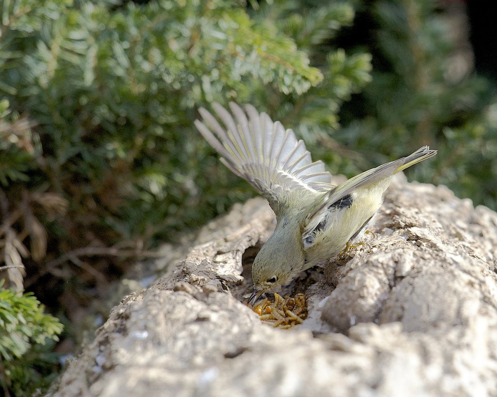 Detail of Ruby-crowned Kinglet by Anonymous