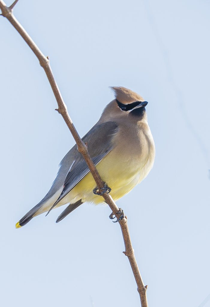 Detail of Cedar Waxwing by Anonymous