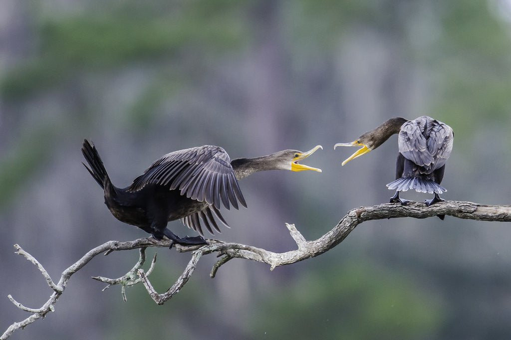 Detail of Double-crested Cormorant by Anonymous