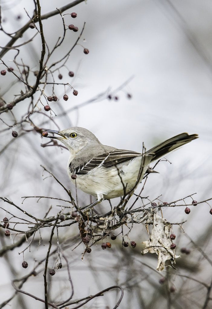 Detail of Northern Mockingbird by Anonymous