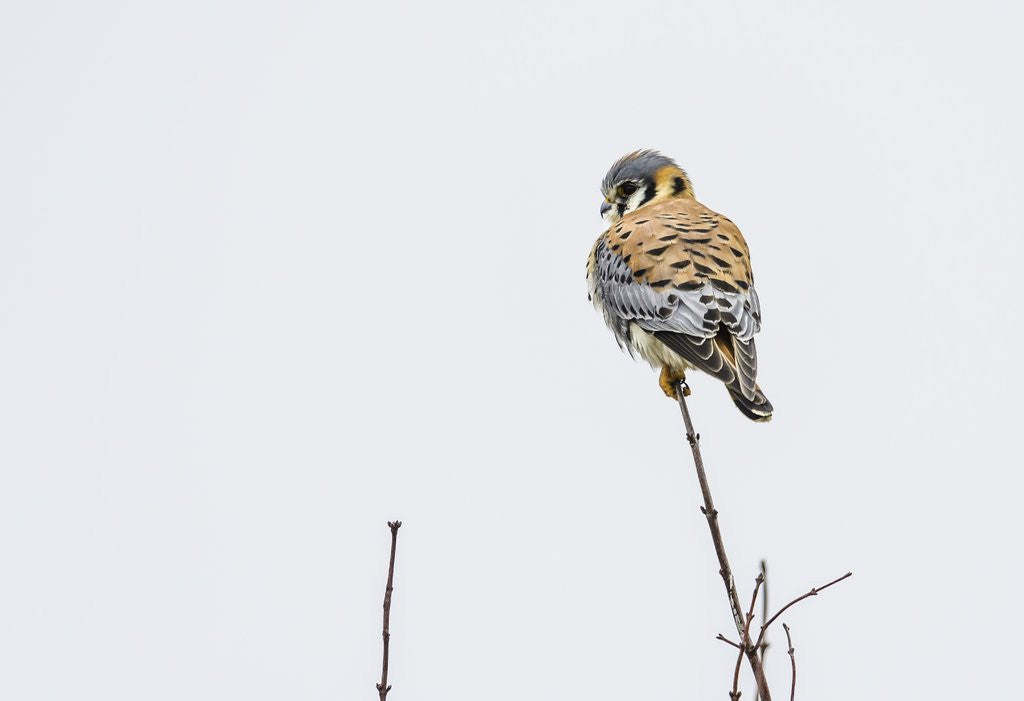 Detail of American Kestrel by Anonymous