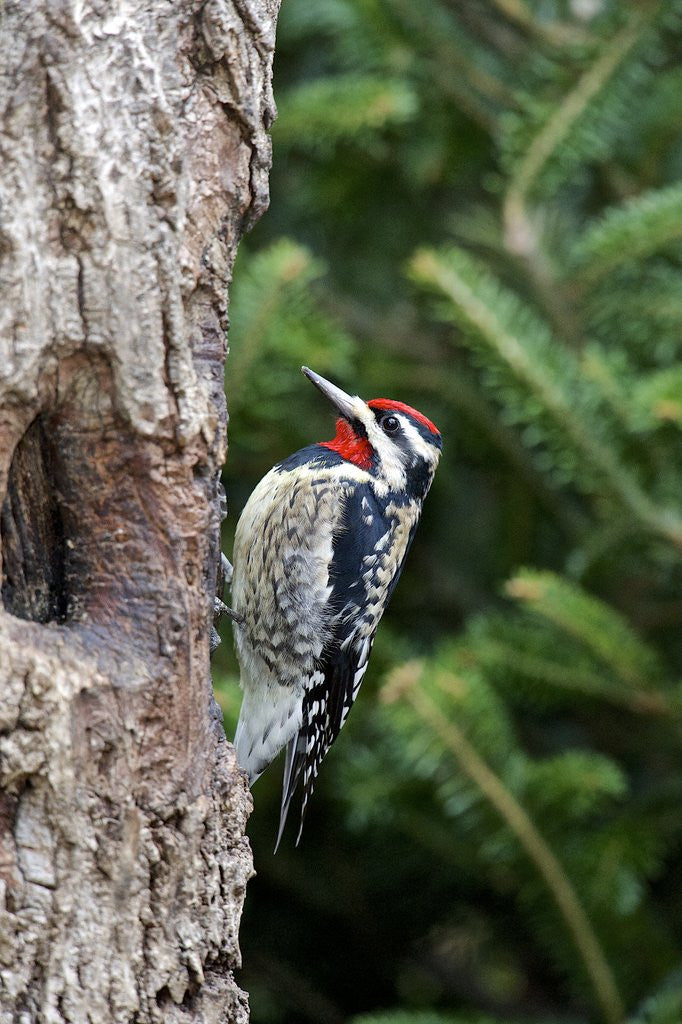 Detail of Yellow-bellied Sapsucker by Anonymous