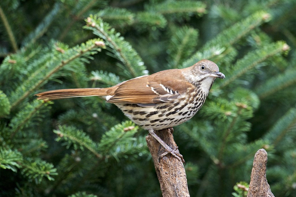 Detail of Brown Thrasher by Anonymous
