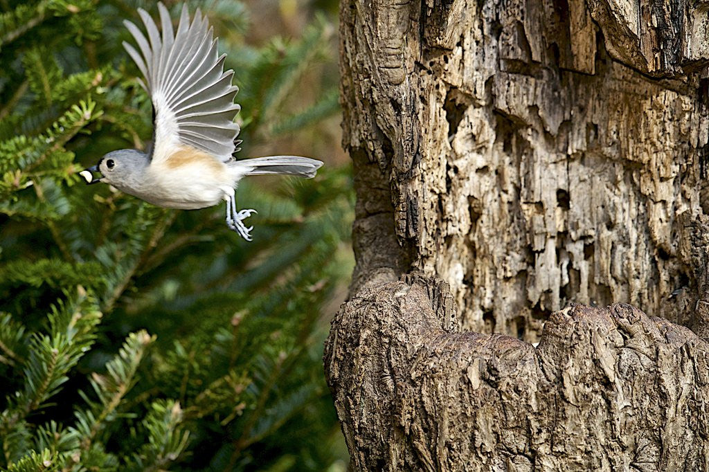 Detail of Tufted-Titmouse by Anonymous