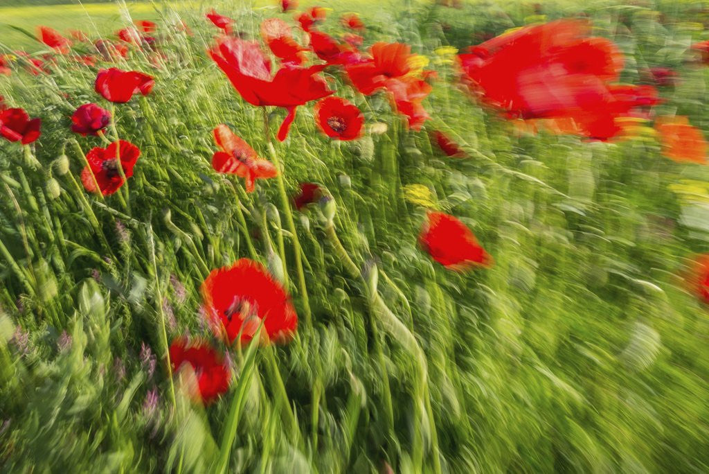 Detail of Massa Marittima by Anonymous