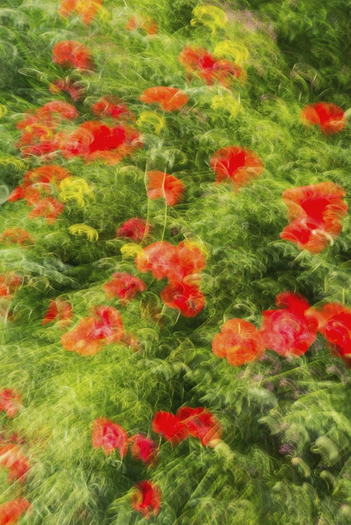 Detail of Massa Marittima by Anonymous