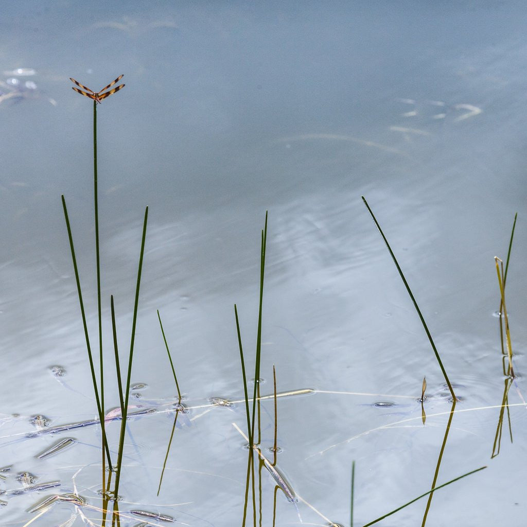 Detail of Wetlands reflections by Anonymous