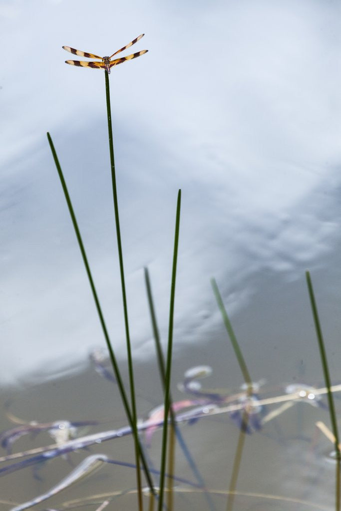Detail of Dragonfly on grass stem by Anonymous