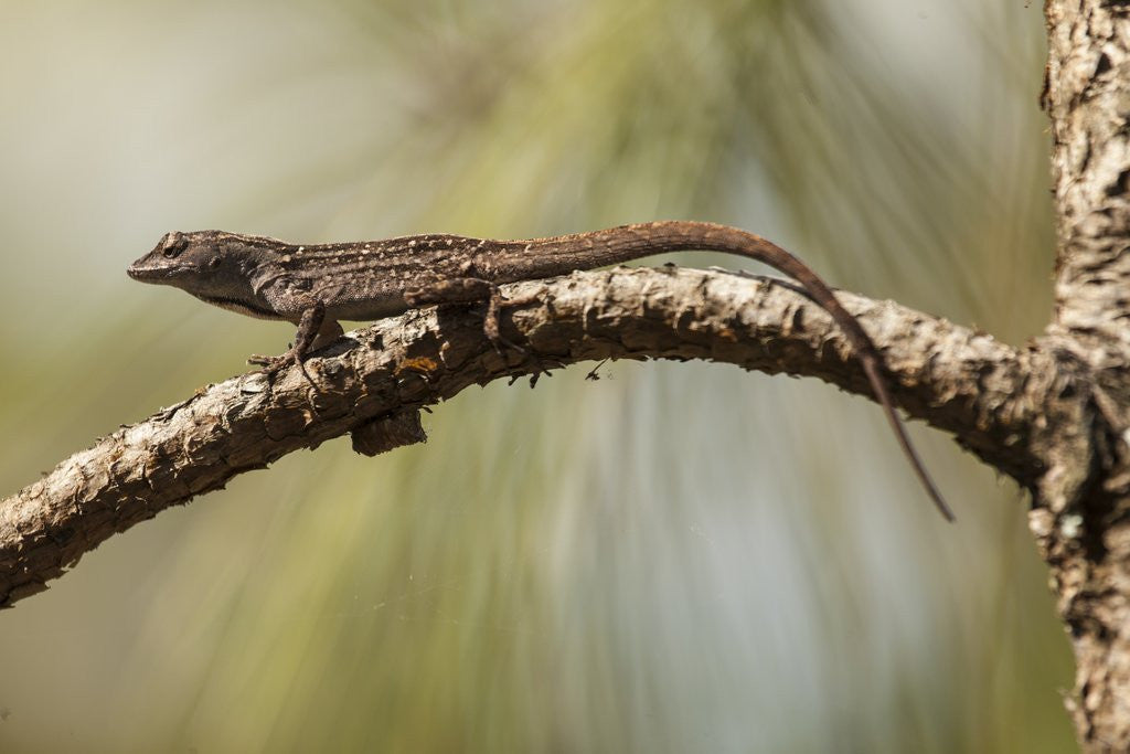 Detail of Brown anole lizard by Anonymous
