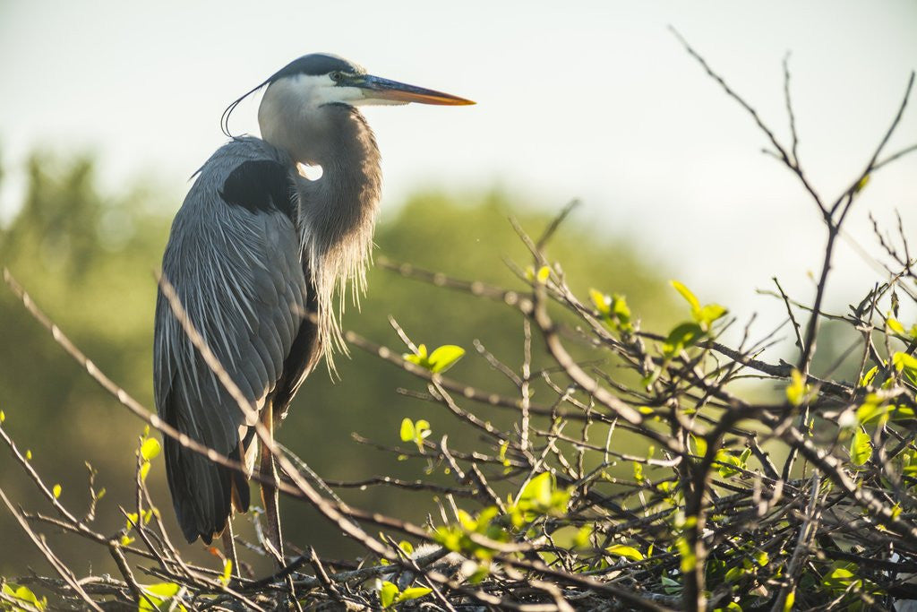Detail of Great Blue Heron (Ardea herodias) bird by Anonymous