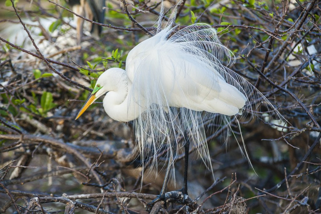 Detail of Great White Egret at the Wakodahatchee Wetlands by Anonymous