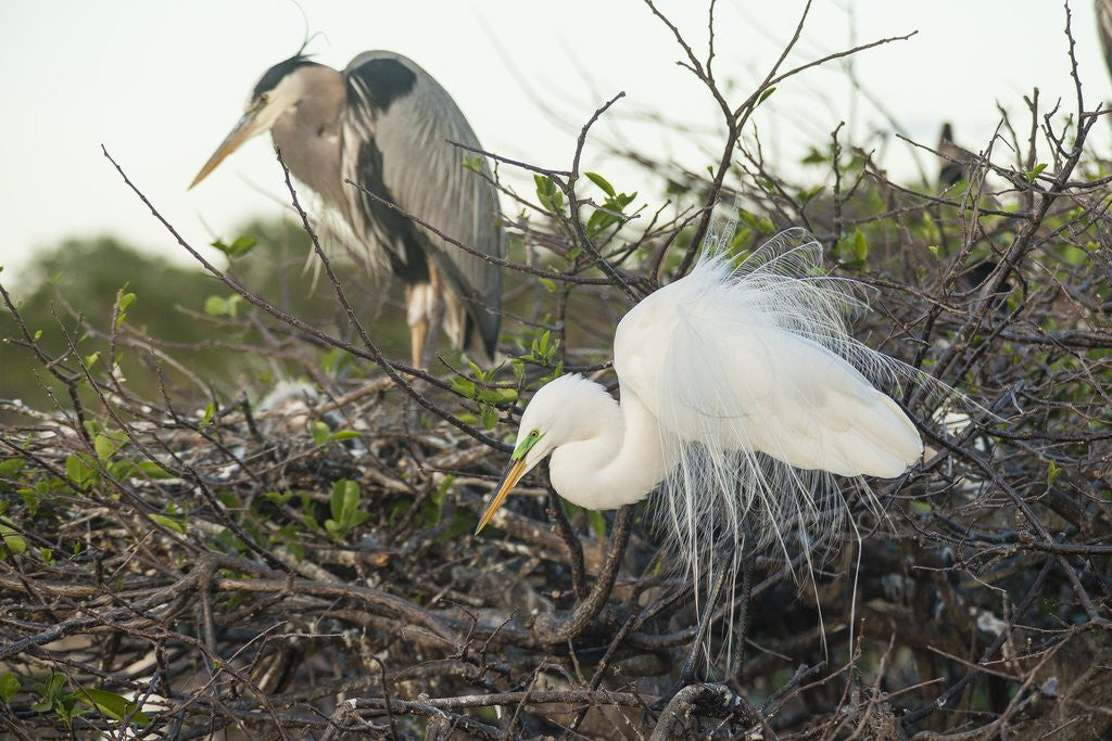 Detail of Great Blue Heron and Great White Egret by Anonymous